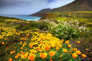 Garrapata poppies-6572 Garrapata poppies-6572